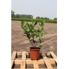 Kirschlorbeer Prunus Novita 40-60 cm im Topf | Heckenpflanze | Gardline Kirschlorbeer Prunus Novita 40-60 cm im Topf | Heckenpflanze | Gardline
