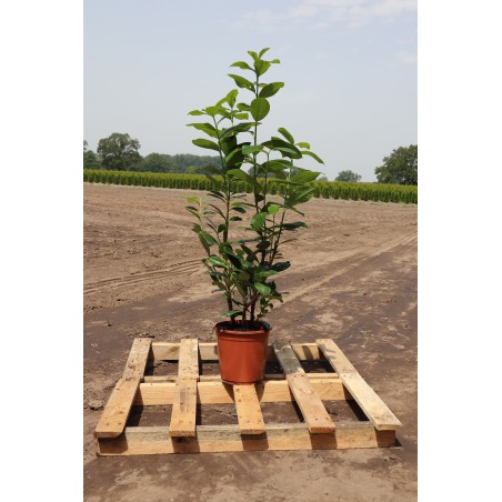 Kirschlorbeer Prunus Novita 60-80 cm im Topf | Immergrüne Heckenpflanze | Gardline