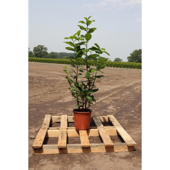Kirschlorbeer Prunus Novita 60-80 cm im Topf | Heckenpflanze | Gardline