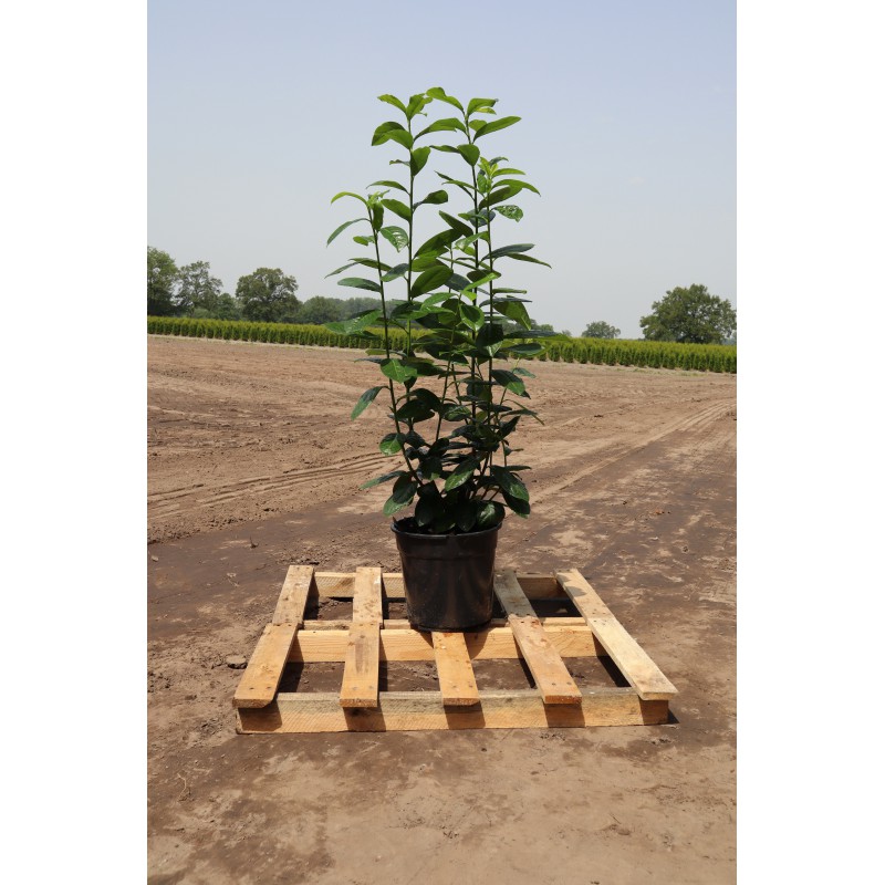 Prunus laurocerasus Novita 80-100cm im TOPF | Gardline
