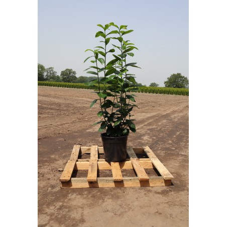 Kirschlorbeer Prunus Novita 80-100 cm im Topf | Immergrüne Heckenpflanze | Gardline