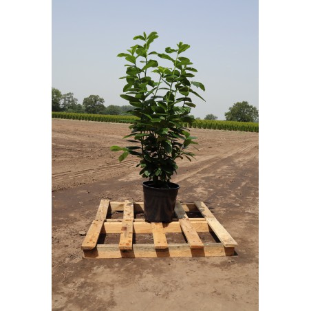 Kirschlorbeer Prunus Novita 100-120 cm im Topf | Heckenpflanze | Gardline