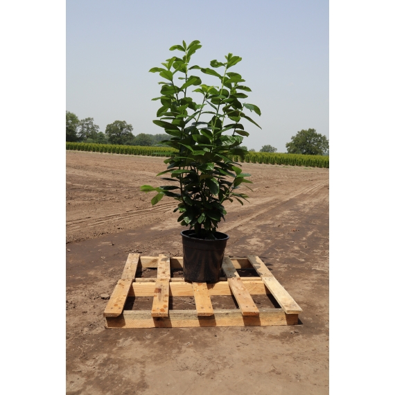 Kirschlorbeer Prunus Novita 100-120 cm im Topf | Heckenpflanze | Gardline