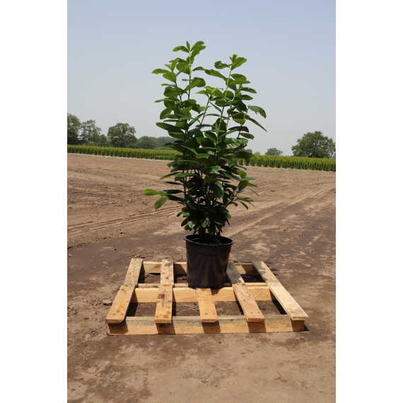 Kirschlorbeer Prunus Novita 100-120 cm im Topf | Heckenpflanze | Gardline Kirschlorbeer Prunus Novita 100-120 cm im Topf | Heckenpflanze | Gardline