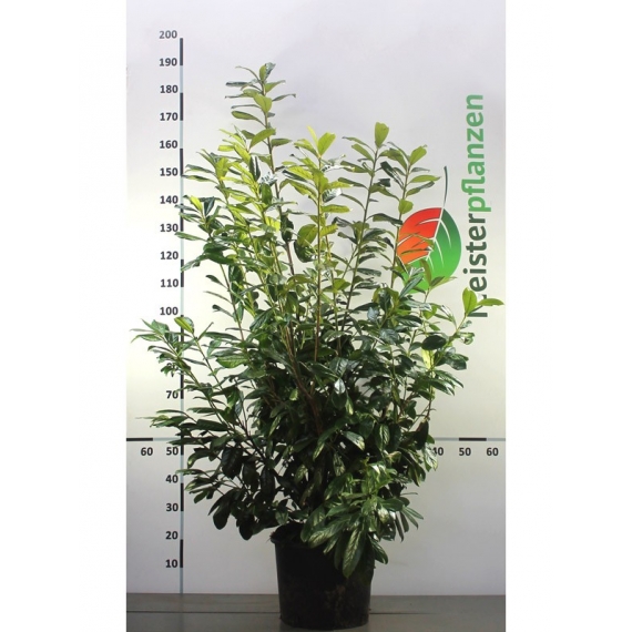 Kirschlorbeer Prunus Novita 140-160 cm im Topf | Heckenpflanze | Gardline