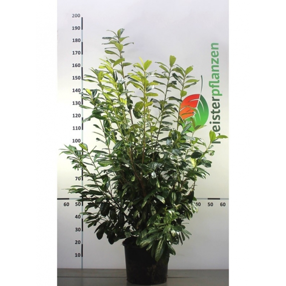 Kirschlorbeer Novita 140-160 cm im TOPF. Schmale Hecke