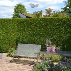 Lebensbaum Thuja Brabant 60-80 cm im Topf | Heckenpflanze | Gardline