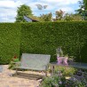 Lebensbaum Thuja Brabant 140-160 cm im Topf | Heckenpflanze | Gardline Lebensbaum Thuja Brabant 140-160 cm im Topf | Heckenpflanze | Gardline