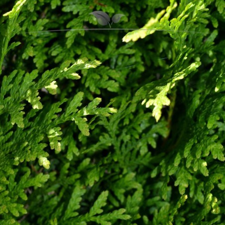 Lebensbaum Thuja Brabant 60-80 cm | Immergrüne Heckenpflanze | Gardline