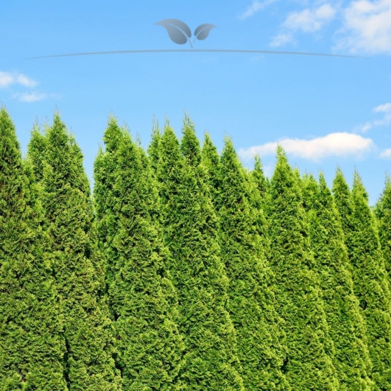 Lebensbaum Thuja Smaragd 60-80 cm | Heckenpflanze | Gardline Lebensbaum Thuja Smaragd 60-80 cm | Heckenpflanze | Gardline