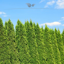 Lebensbaum Thuja Smaragd 140-160 cm | Immergrüne Heckenpflanze | Gardline