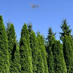 Lebensbaum Thuja Smaragd 80-100 cm im Topf | Immergrüne Heckenpflanze | Gardline