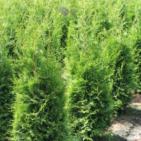 Lebensbaum Thuja Brabant 100-120 cm | Immergrüne Heckenpflanze | Gardline