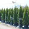 Lebensbaum Thuja Brabant 60-80 cm im Topf | Heckenpflanze | Gardline Lebensbaum Thuja Brabant 60-80 cm im Topf | Heckenpflanze | Gardline
