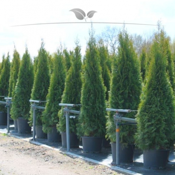 Lebensbaum Thuja Brabant 160-180 cm im Topf | Heckenpflanze | Gardline