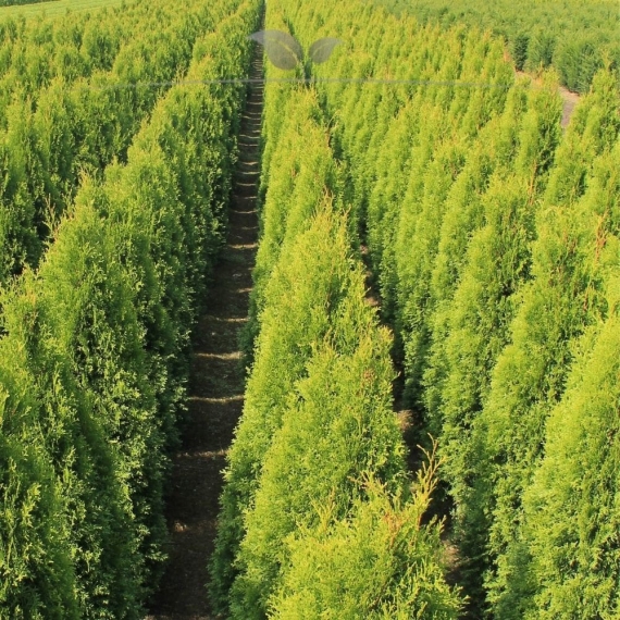 Lebensbaum Thuja Smaragd 60-80 cm | Heckenpflanze | Gardline Lebensbaum Thuja Smaragd 60-80 cm | Heckenpflanze | Gardline