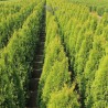 Lebensbaum Thuja Smaragd 60-80 cm | Heckenpflanze | Gardline Lebensbaum Thuja Smaragd 60-80 cm | Heckenpflanze | Gardline