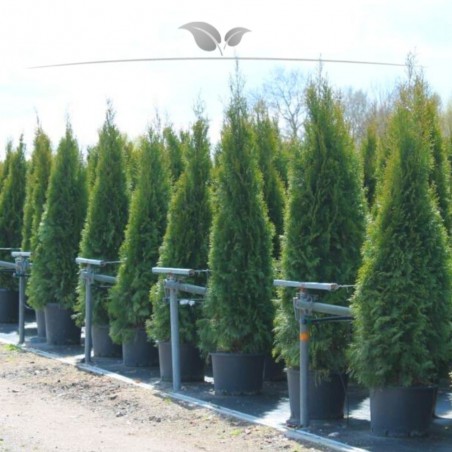 Lebensbaum Thuja Smaragd 80-100 cm im Topf | Immergrüne Heckenpflanze | Gardline