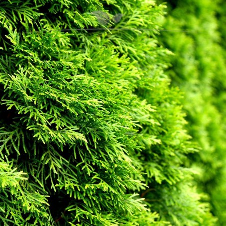Lebensbaum Thuja Smaragd 100-120 cm im Topf | Immergrüne Heckenpflanze | Gardline