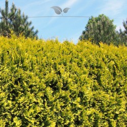 Lebensbaum Thuja Yellow Ribbon 60-80 cm | Immergrüne Heckenpflanze | Gardline