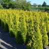 Lebensbaum Thuja Yellow Ribbon 80-100 cm | Heckenpflanze | Gardline Lebensbaum Thuja Yellow Ribbon 80-100 cm | Heckenpflanze | Gardline