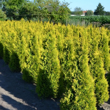 Lebensbaum Thuja Yellow Ribbon 100-120 cm | Immergrüne Heckenpflanze | Gardline