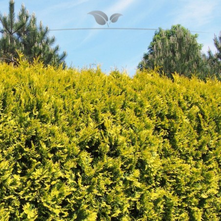 Lebensbaum Thuja Yellow Ribbon 160-180 cm | Immergrüne Heckenpflanze | Gardline