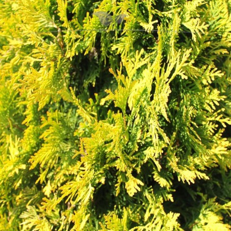 Lebensbaum Thuja Yellow Ribbon 120-140 cm | Immergrüne Heckenpflanze | Gardline