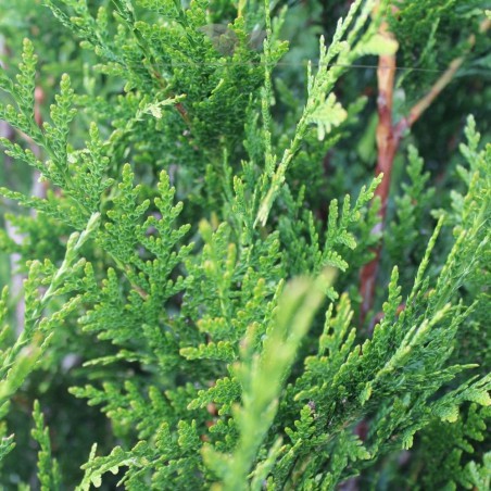 Lebensbaum Thuja plicata Martin 60-80 cm | Heckenpflanze | Gardline