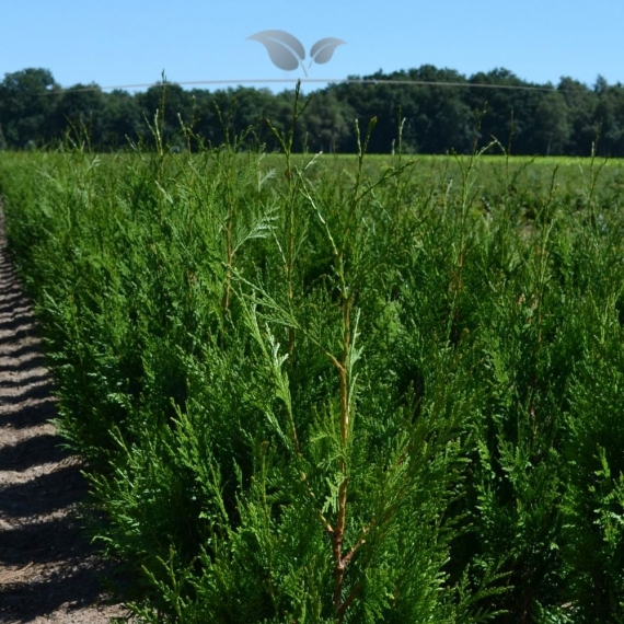 Lebensbaum Thuja plicata Martin 80-100 cm | Heckenpflanze | Gardline