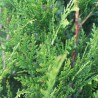 Lebensbaum Thuja plicata Martin 100-120 cm | Heckenpflanze | Gardline Lebensbaum Thuja plicata Martin 100-120 cm | Heckenpflanze | Gardline