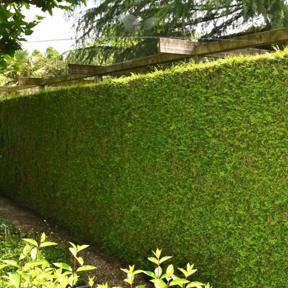 Lebensbaum Thuja plicata Martin 160-180 cm | Heckenpflanze | Gardline Lebensbaum Thuja plicata Martin 160-180 cm | Heckenpflanze | Gardline