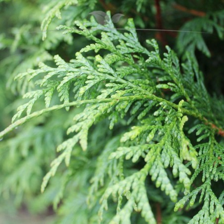 Lebensbaum Thuja plicata Atrovirens 80-100 cm | Immergrüne Heckenpflanze | Gardline