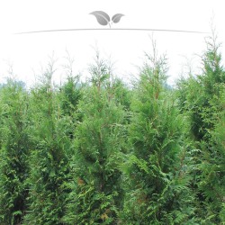 Lebensbaum Thuja plicata Atrovirens 100-120 cm | Heckenpflanze | Gardline