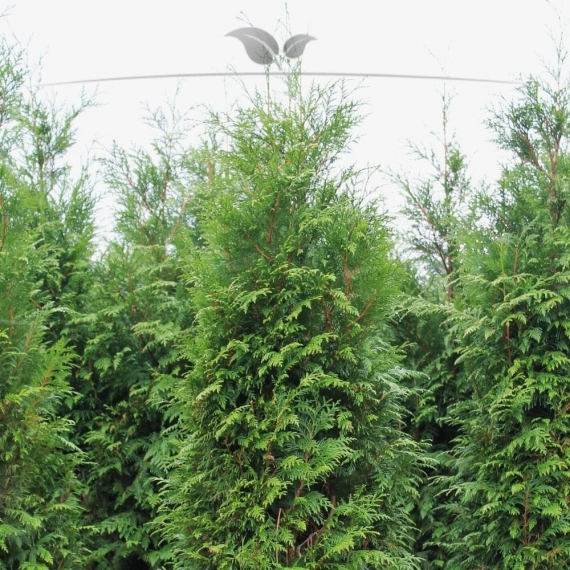 Lebensbaum Thuja plicata Atrovirens 100-120 cm | Heckenpflanze | Gardline Lebensbaum Thuja plicata Atrovirens 100-120 cm | Heckenpflanze | Gardline