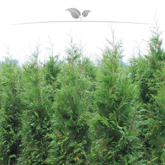 Lebensbaum Thuja plicata Atrovirens 120-140 cm | Heckenpflanze | Gardline