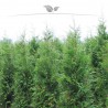 Lebensbaum Thuja plicata Atrovirens 120-140 cm | Heckenpflanze | Gardline Lebensbaum Thuja plicata Atrovirens 120-140 cm | Heckenpflanze | Gardline