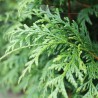 Lebensbaum Thuja plicata Atrovirens 120-140 cm | Heckenpflanze | Gardline Lebensbaum Thuja plicata Atrovirens 120-140 cm | Heckenpflanze | Gardline