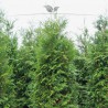 Lebensbaum Thuja plicata Atrovirens 120-140 cm | Heckenpflanze | Gardline Lebensbaum Thuja plicata Atrovirens 120-140 cm | Heckenpflanze | Gardline