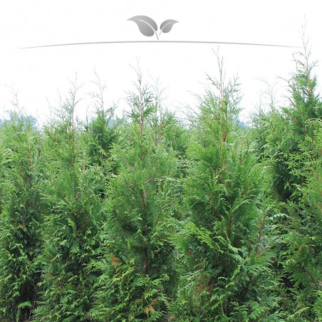 Lebensbaum Thuja plicata Atrovirens 140-160 cm | Heckenpflanze | Gardline