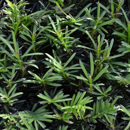 Gemeine Eibe Taxus baccata 40-60 cm | Immergrüne Heckenpflanze | Gardline