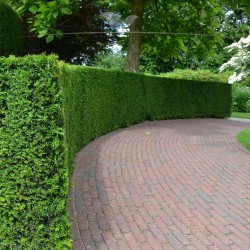 Gemeine Eibe Taxus baccata 60-80 cm | Heckenpflanze | Gardline