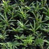 Gemeine Eibe Taxus baccata 80-100 cm im Topf | Heckenpflanze | Gardline Gemeine Eibe Taxus baccata 80-100 cm im Topf | Heckenpflanze | Gardline