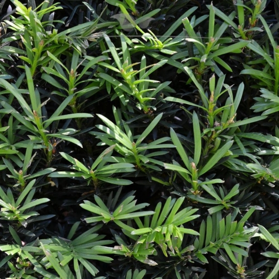 Gemeine Eibe Taxus baccata 120-140 cm im Topf | Heckenpflanze | Gardline Gemeine Eibe Taxus baccata 120-140 cm im Topf | Heckenpflanze | Gardline