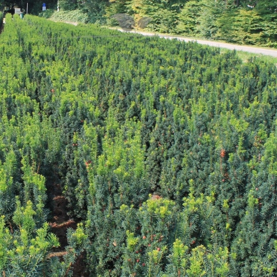 Fruchtende Bechereibe Taxus media Hicksii 40-50 cm | Heckenpflanze | Gardline