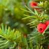 Fruchtende Bechereibe Taxus media Hicksii 50-60 cm | Heckenpflanze | Gardline Fruchtende Bechereibe Taxus media Hicksii 50-60 cm | Heckenpflanze | Gardline