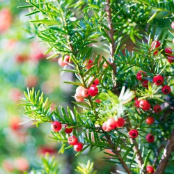 Fruchtende Bechereibe Taxus media Hicksii 60-80 cm im Topf | Heckenpflanze | Gardline