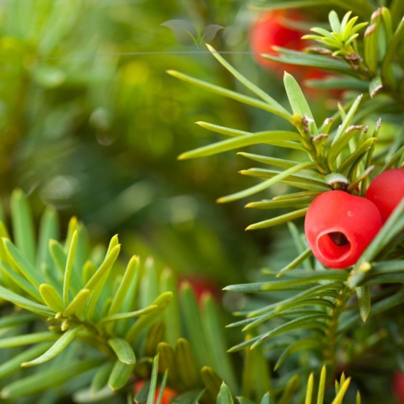 Fruchtende Bechereibe Taxus media Hicksii 60-80 cm im Topf | Heckenpflanze | Gardline Fruchtende Bechereibe Taxus media Hicksii 60-80 cm im Topf | Heckenpflanze | Gardline