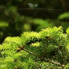 Nicht-Fruchtende Bechereibe Taxus media Hillii 50-60 cm | Heckenpflanze | Gardline Nicht-Fruchtende Bechereibe Taxus media Hillii 50-60 cm | Heckenpflanze | Gardline