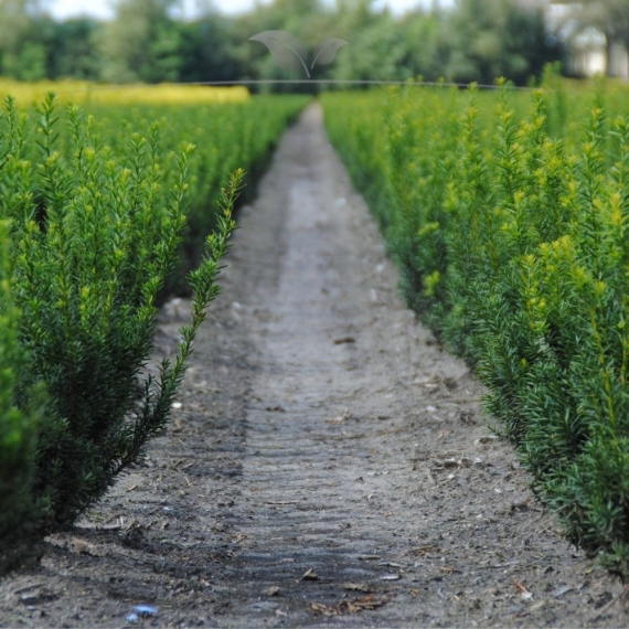 Nicht-Fruchtende Bechereibe Taxus media Hillii 40-50 cm | Heckenpflanze | Gardline